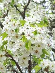 Pyrus ussuriensis