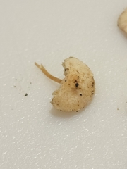 Cystolepiota
