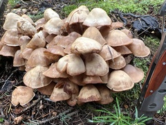 Marasmiineae