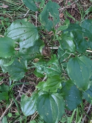 Smilax tamnoides