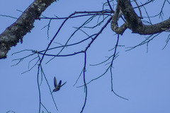 Anthracothorax nigricollis