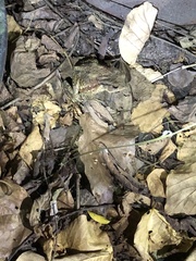 Bufo bankorensis