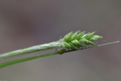 Carex oxylepis