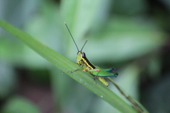 Mastusia quadricarinata