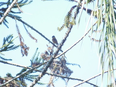 Pachyramphus castaneus