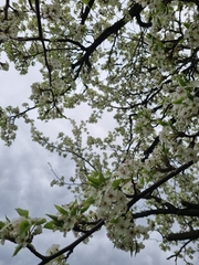 Pyrus ussuriensis