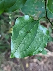 Smilax tamnoides