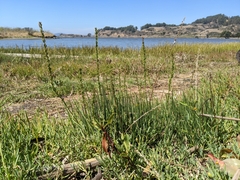 Triglochin concinna concinna