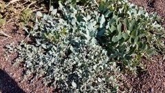 Mertensia maritima