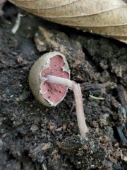 Melanophyllum haematospermum