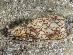 Conus omaria