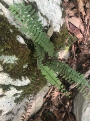 Asplenium resiliens