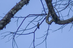 Anthracothorax nigricollis