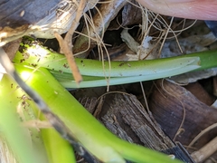 Triglochin concinna concinna