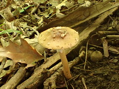 Amanita amerirubescens