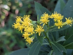 Solidago