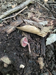 Melanophyllum haematospermum