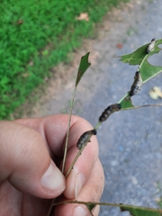 Pterygota