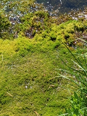 Elodea canadensis