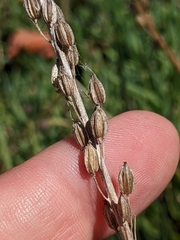 Triglochin concinna concinna