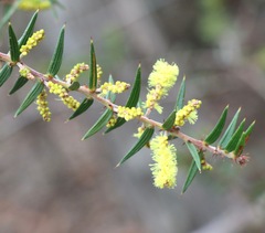 Acacia oxycedrus