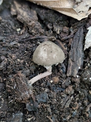 Melanophyllum haematospermum