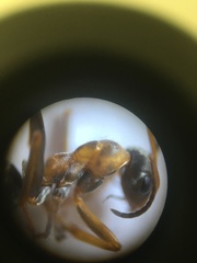 Formica rufibarbis