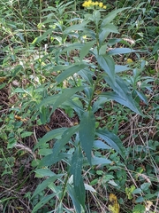 Solidago
