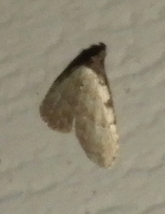 Dyspyralis puncticosta