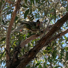 Anthochaera carunculata