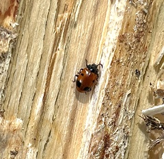 Endomychus biguttatus