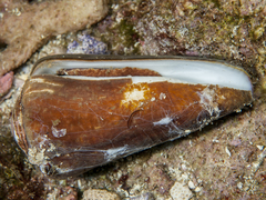 Conus terebra
