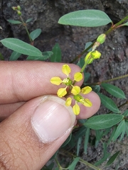 Galphimia angustifolia