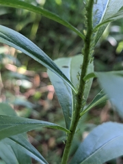 Solidago