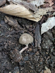 Melanophyllum haematospermum