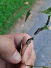 Pterygota