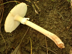 Amanita amerirubescens