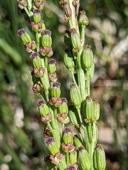 Triglochin concinna concinna