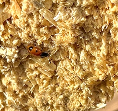 Endomychus biguttatus