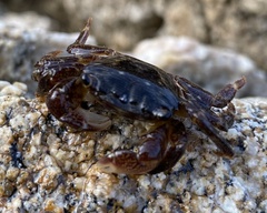 Pachygrapsus crassipes