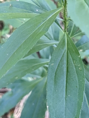 Solidago