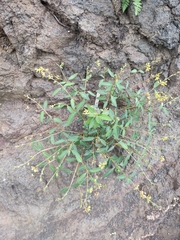 Galphimia angustifolia