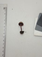 Melanophyllum haematospermum