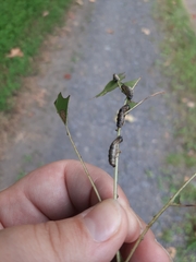 Pterygota