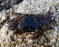 Pachygrapsus crassipes
