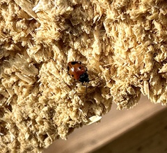 Endomychus biguttatus