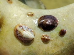Crepidula maculosa
