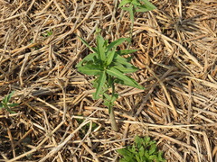 Solanum glaucophyllum