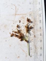 Scirpus pedicellatus
