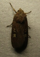 Xestia xanthographa